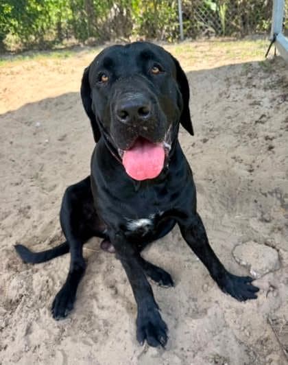 Edgar - Labrador Retriever