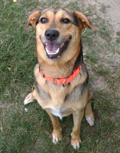 Chowder - German Shepherd Dog