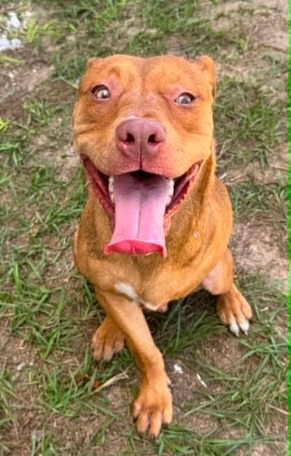 Legolas - American Pit Bull Terrier