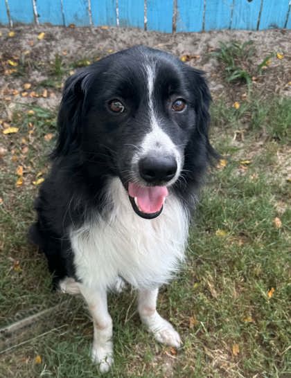 Radar - Border Collie