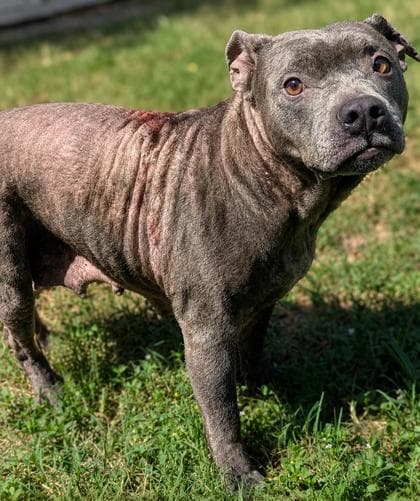 Selkie - American Staffordshire Terrier