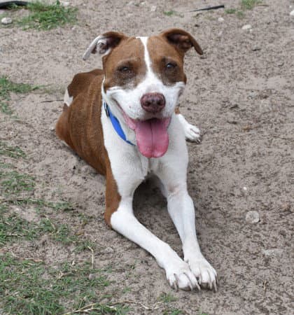 Daisy - American Staffordshire Terrier
