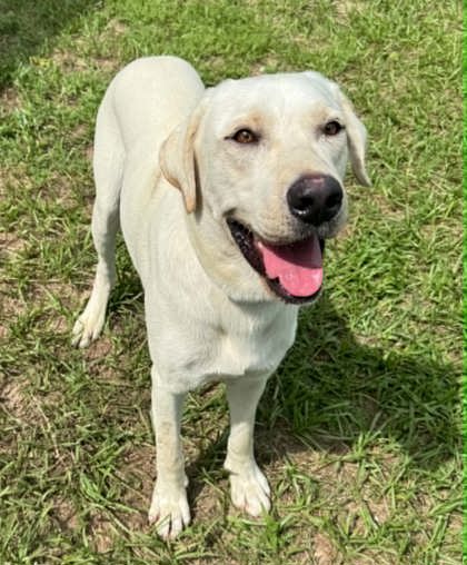Jax - Labrador Retriever
