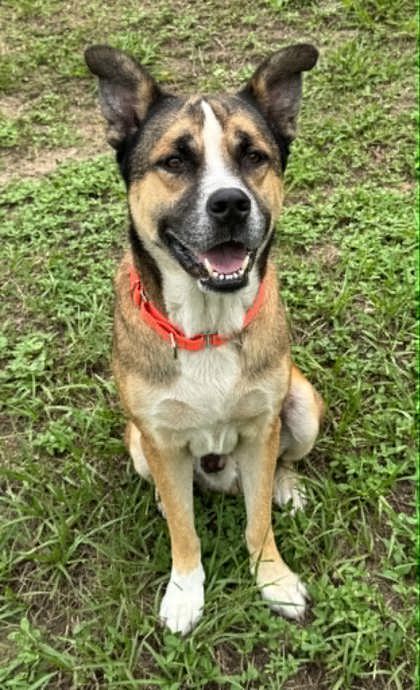 Baker - German Shepherd Dog