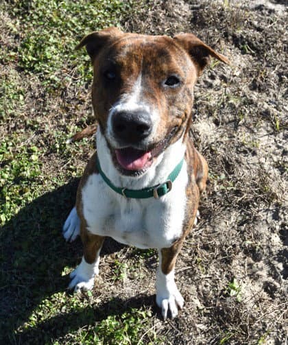 Starzie - American Staffordshire Terrier