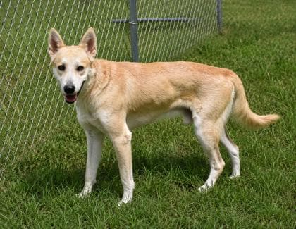 Wagner - Carolina Dog