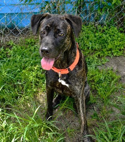 Izzy - Plott Hound