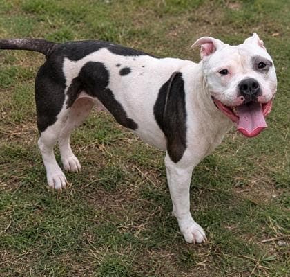 Fritter - American Staffordshire Terrier