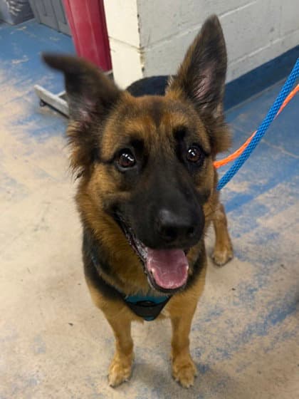 Copper - German Shepherd Dog