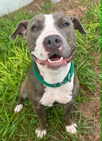 Pearl - American Pit Bull Terrier