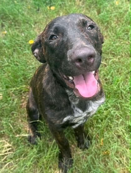 Norbert - Plott Hound