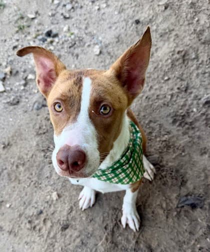 Baklava - Pit Bull Terrier