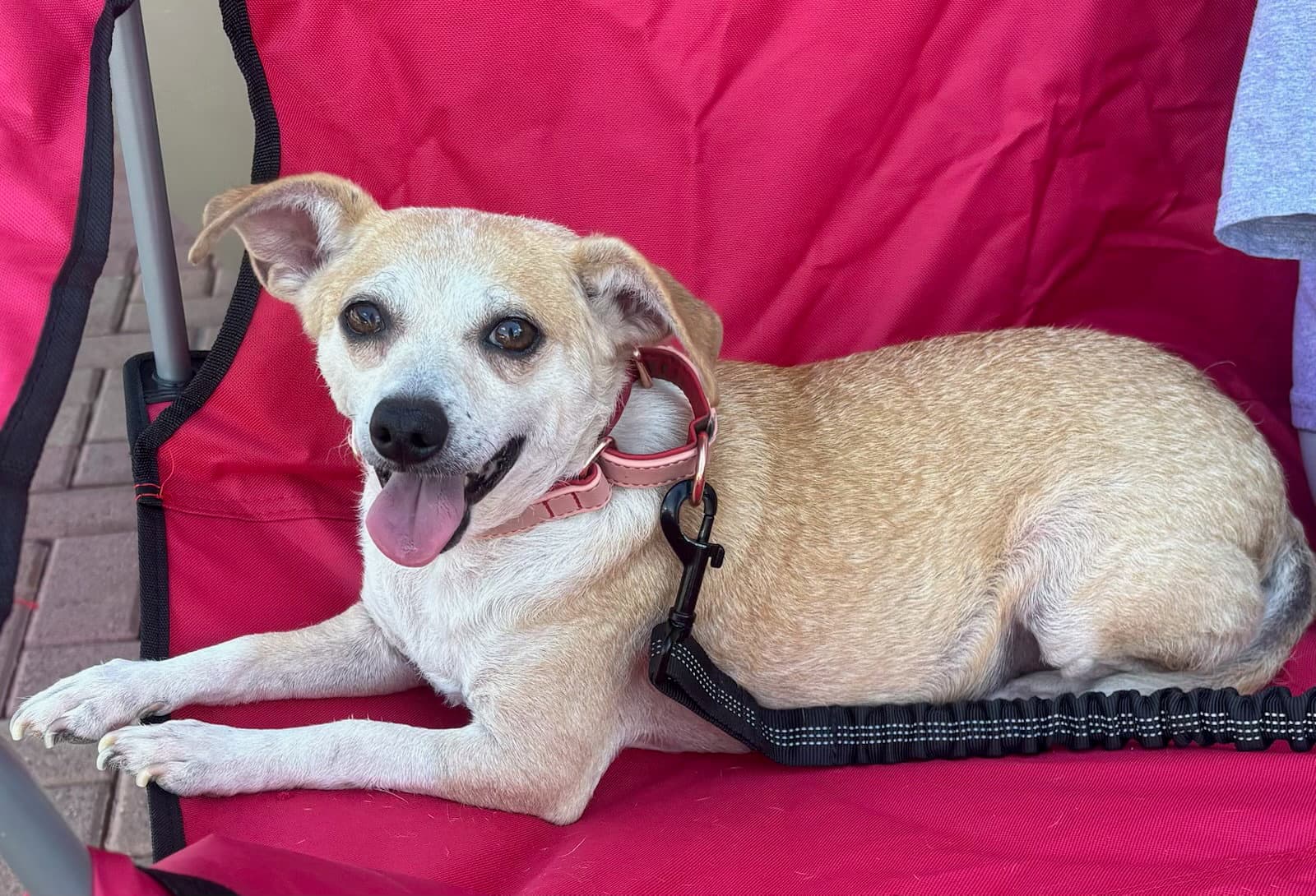 Buttercup - Chihuahua