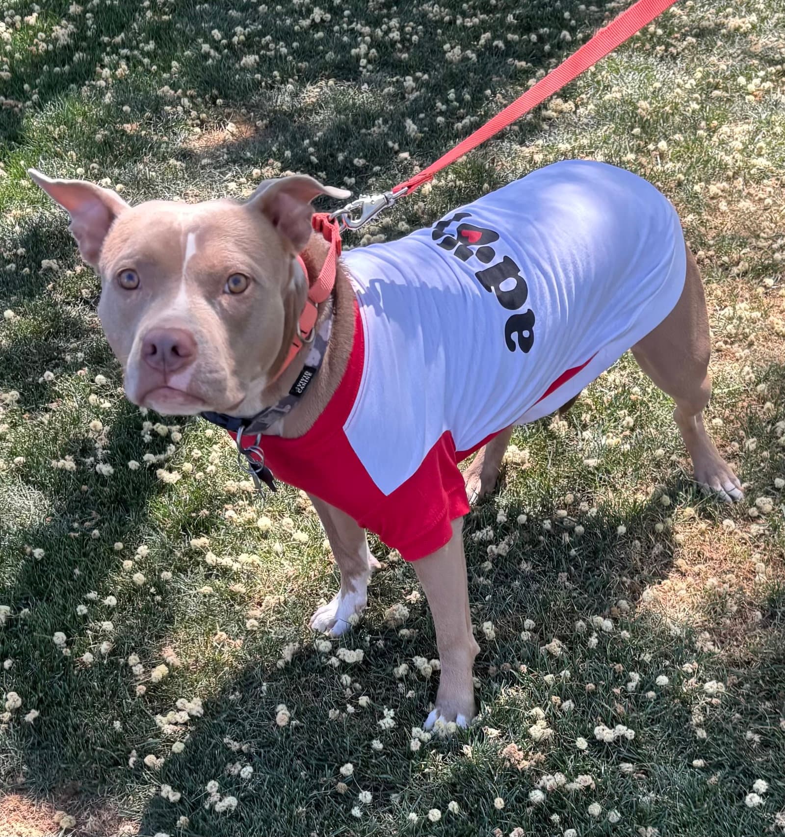 Shiloh - Pit Bull Terrier