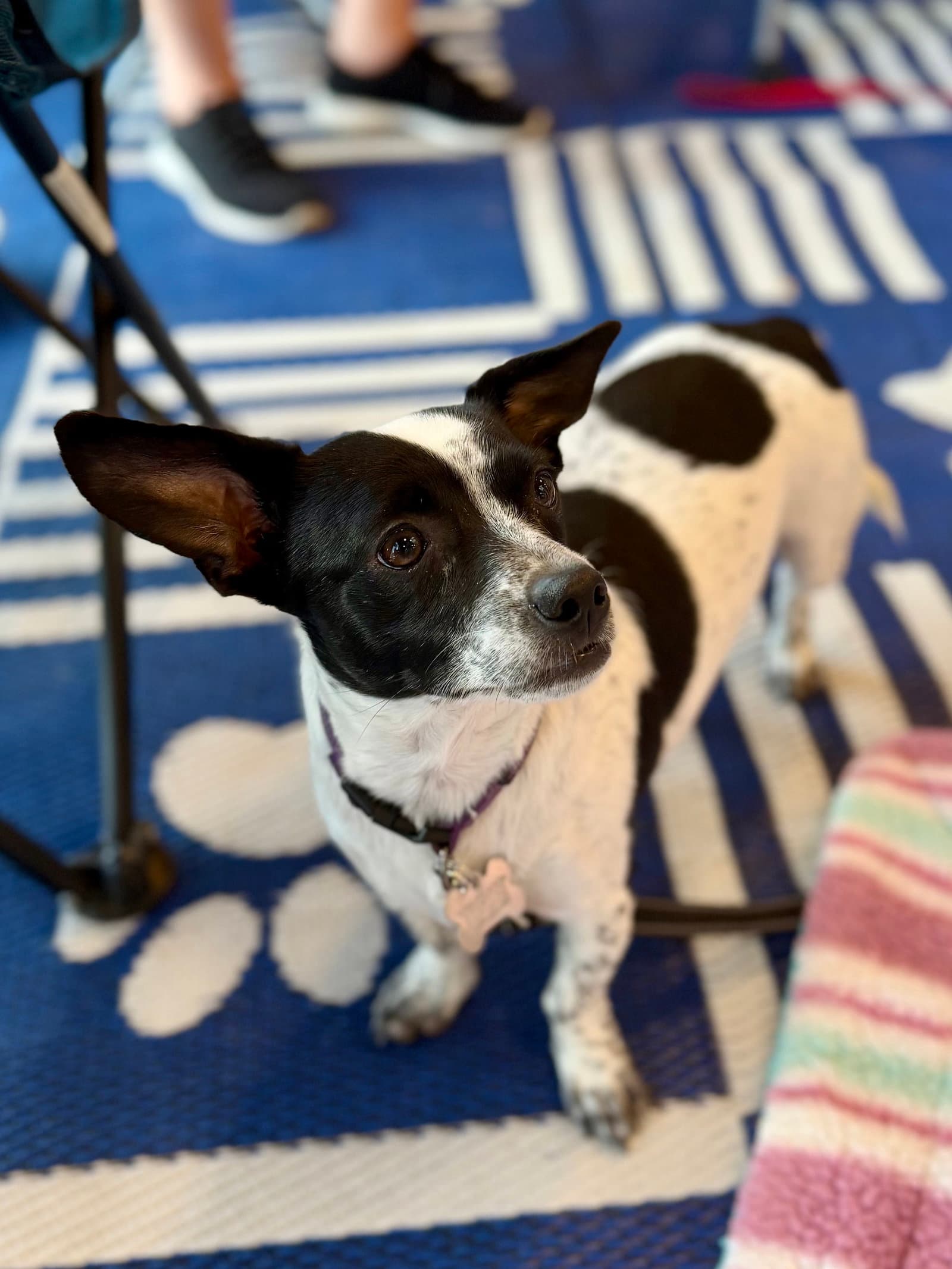Jordan - Rat Terrier