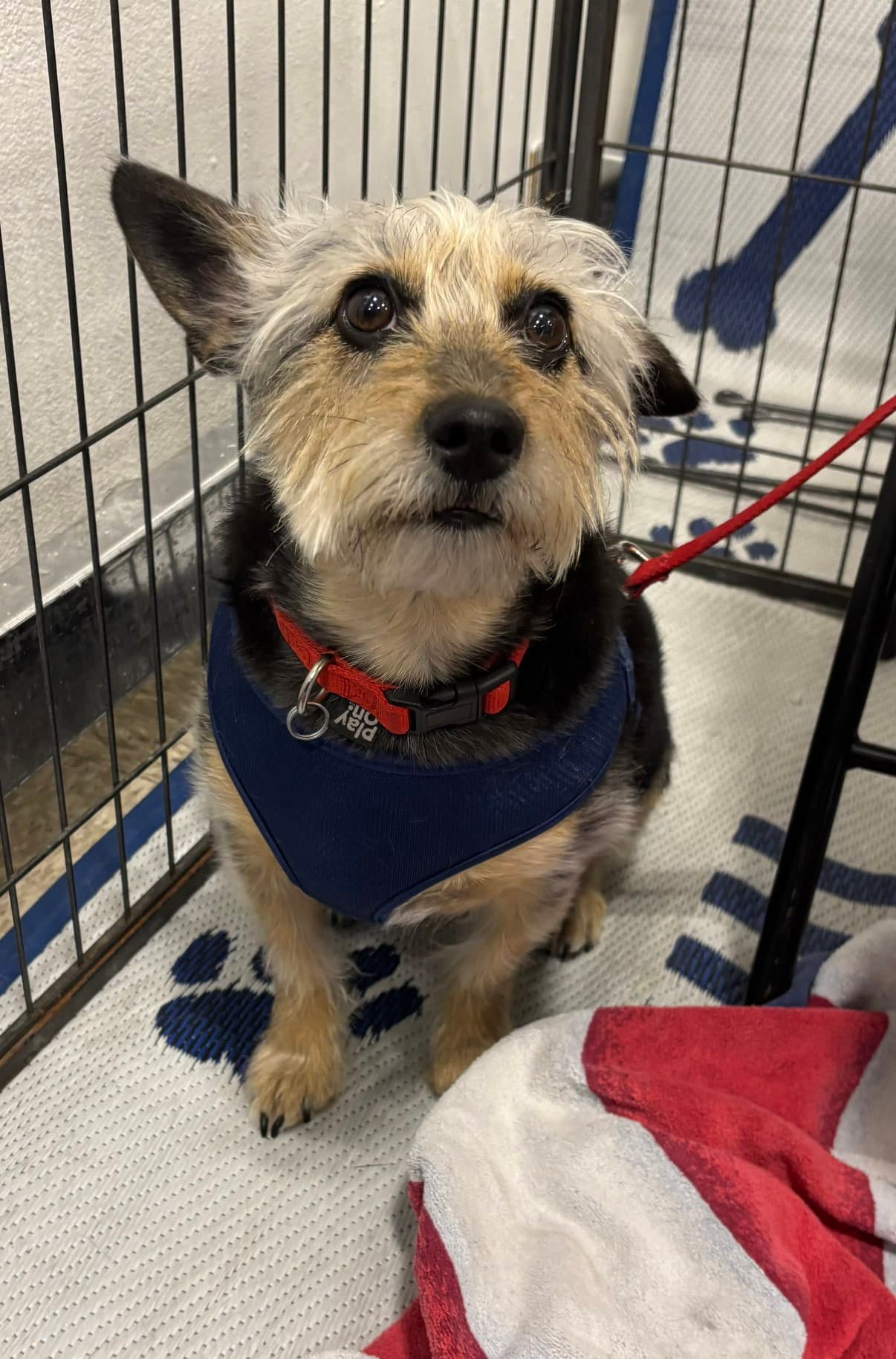 Simon - Schnauzer