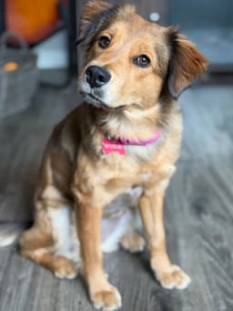 Hazel image 2