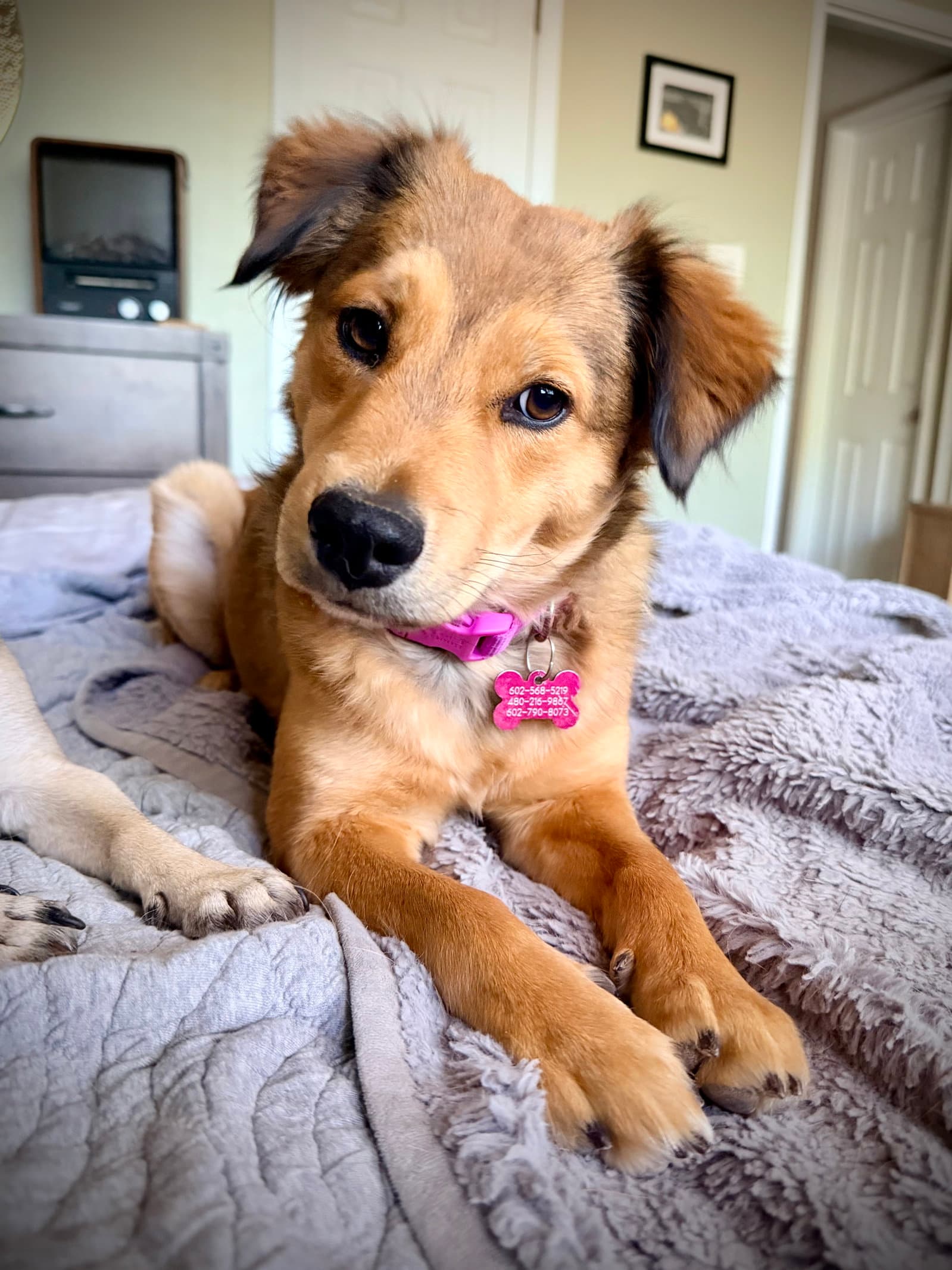 Hazel