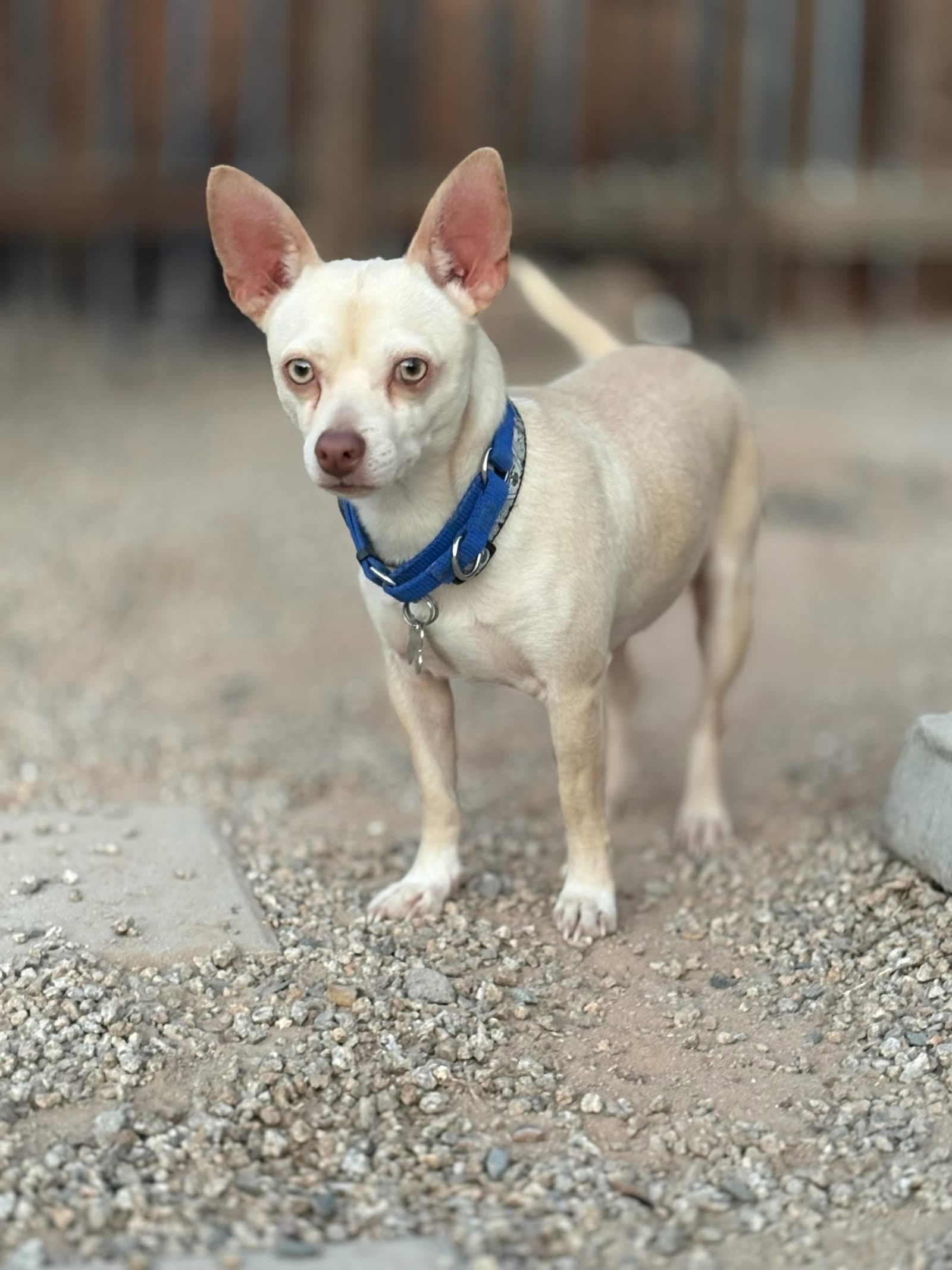Chantu - Chihuahua
