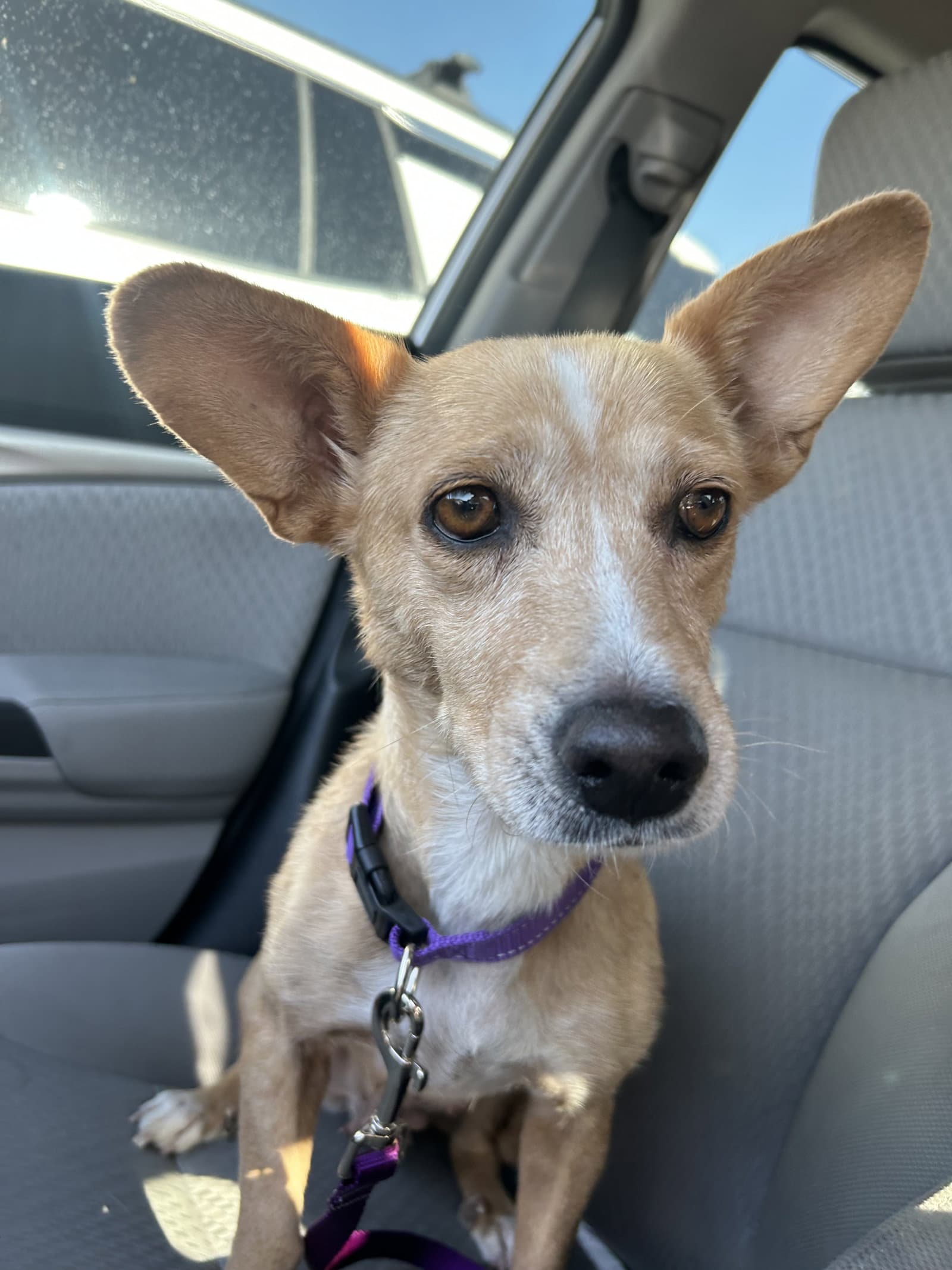 Bea - Jack Russell Terrier