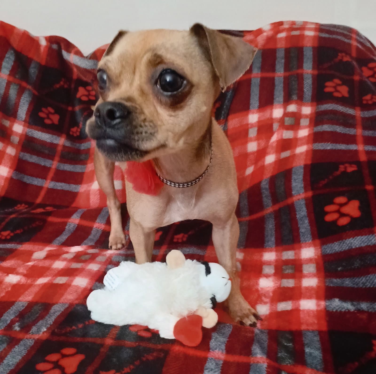 Chiquita Banana - Chihuahua