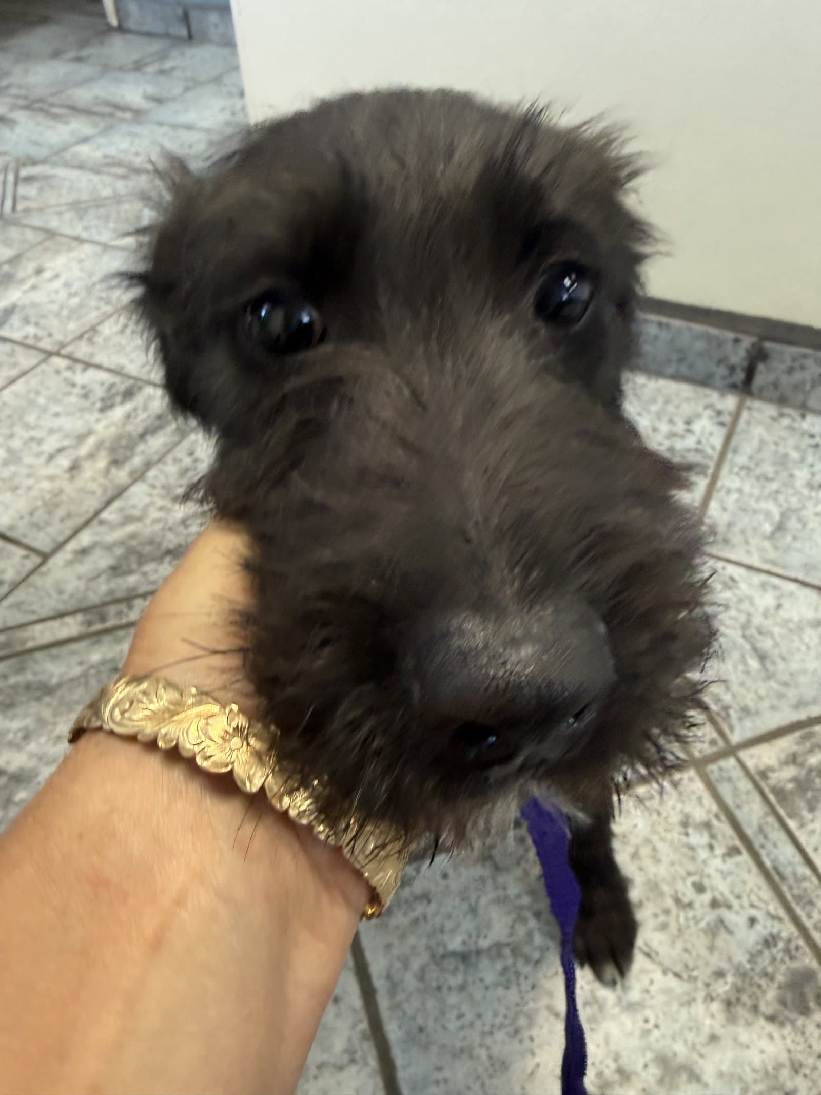 Walter Diego - Schnauzer