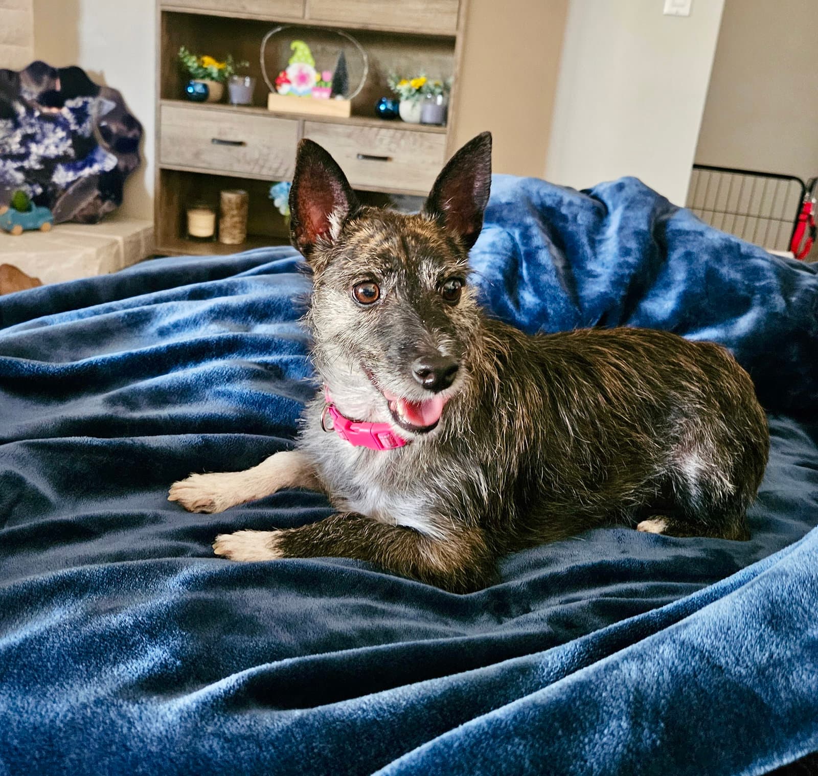 Lexie Courtesy Post - Jack Russell Terrier