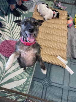 Lexie Courtesy Post image 2