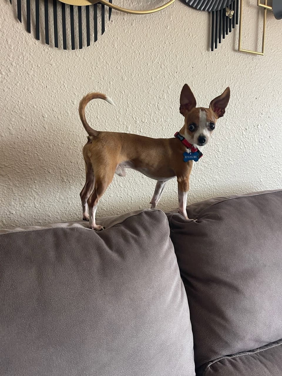 Lentil - Chihuahua