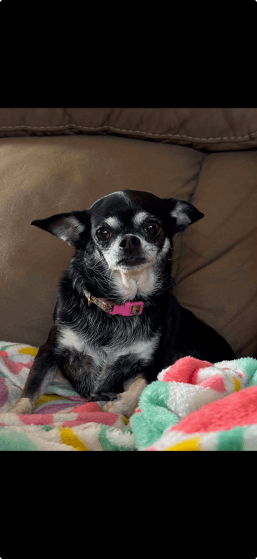 Missy - Chihuahua