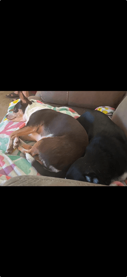 Missy image 2