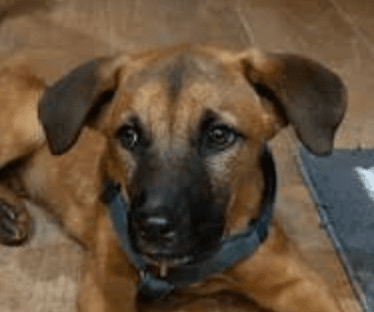 Max - Jindo (Korean)