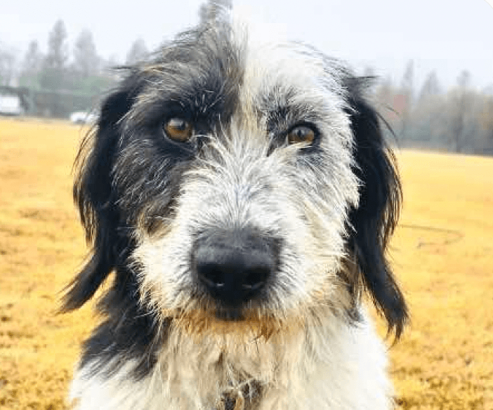 Hirit - Terrier