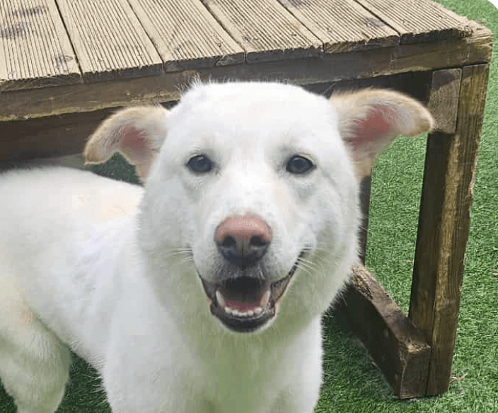 Ozzy - Jindo (Korean)