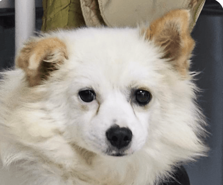 Reo - Jindo (Korean)