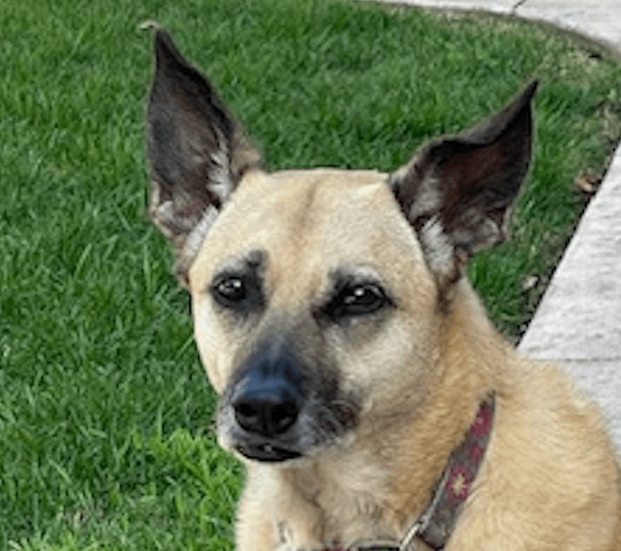 Kaili - Mountain Dog