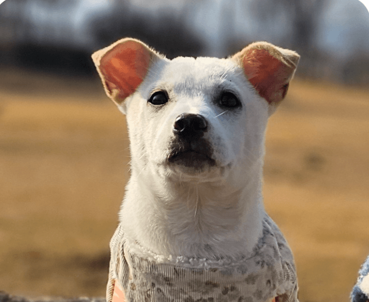 Osong - Jindo (Korean)