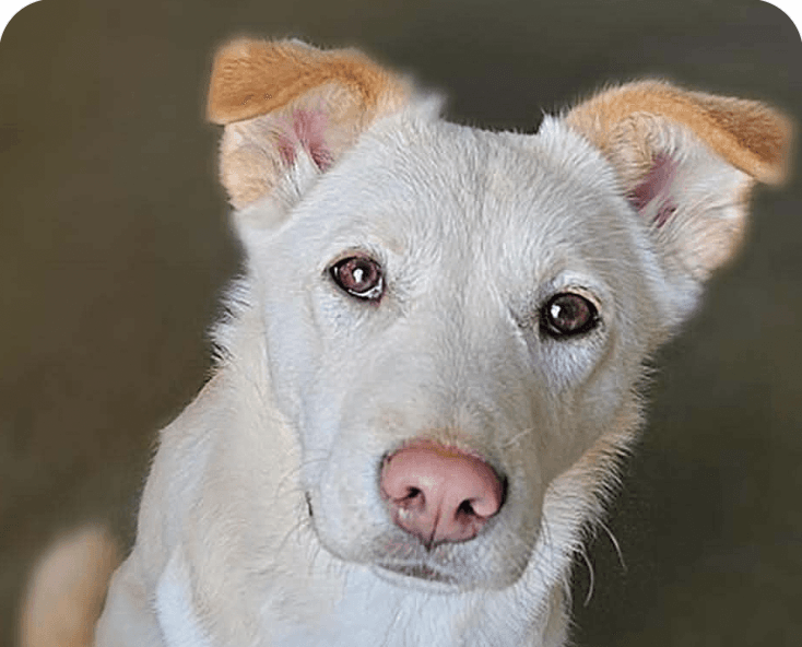 Mira - Jindo (Korean)