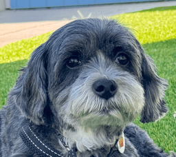 Pepper image 1