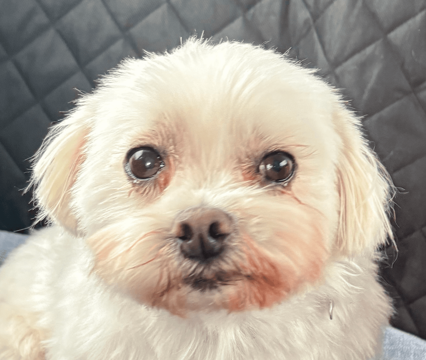 Fiona - Maltese