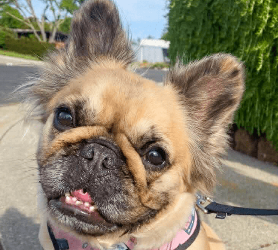 Stormie - French Bulldog