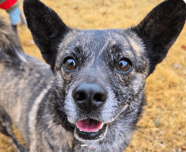 Wally - Jindo (Korean)