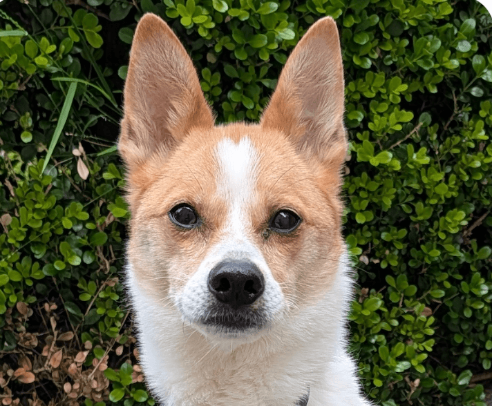Link - Jindo (Korean)