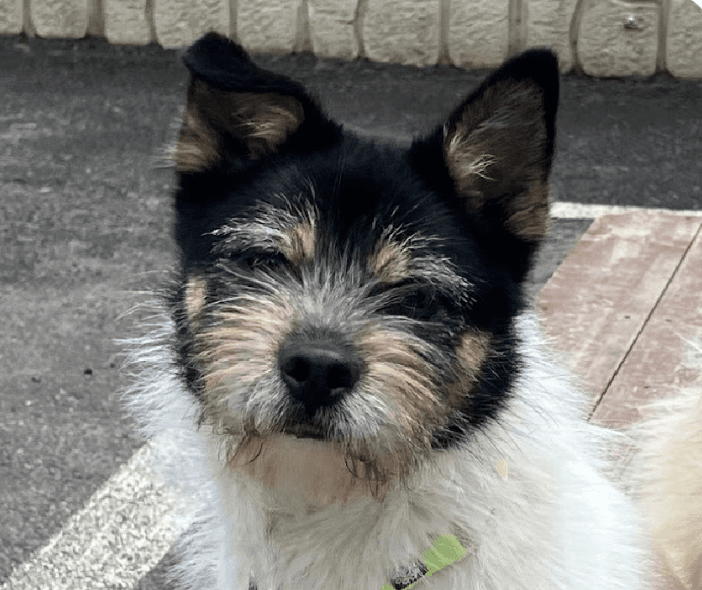 Sesame - Terrier