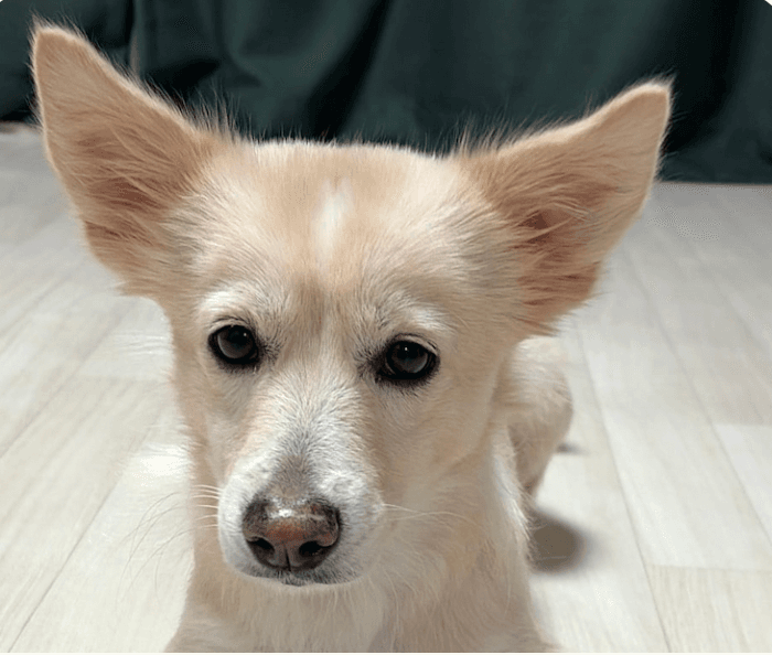 Maddie - Jindo (Korean)