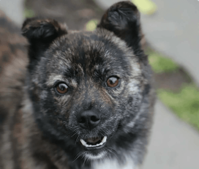 Marble - Jindo (Korean)