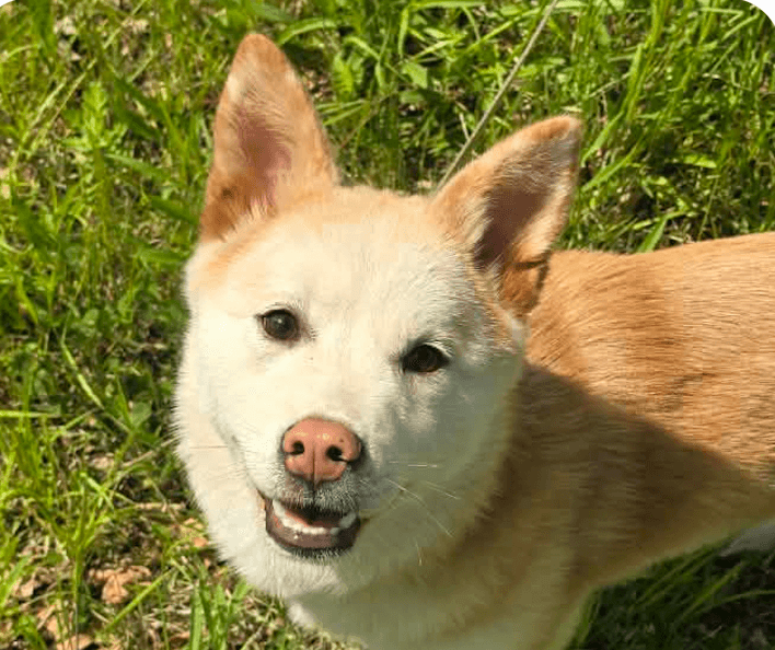Gamja - Shiba Inu