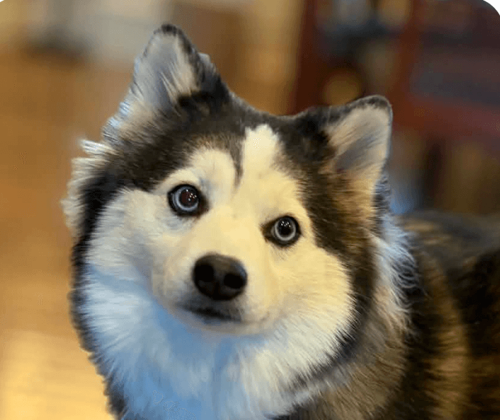 Maggie - Klee Kai