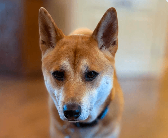 Jax - Shiba Inu
