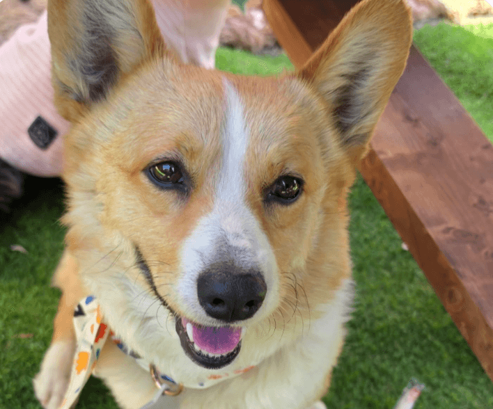 Perry - Corgi